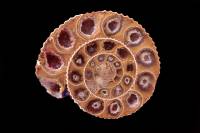 Ammonite (Perisphinctes sp.) - coupe montrant les loges